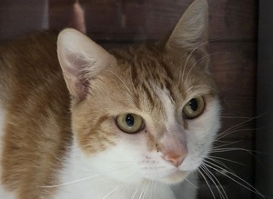 Adopter ACHILLE
