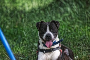 Adopter LUCKY