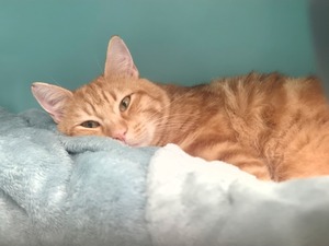 Adopter Rousseau