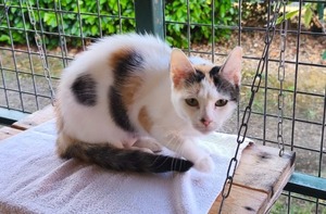 Adopter Marlie