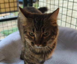 Adopter Prune