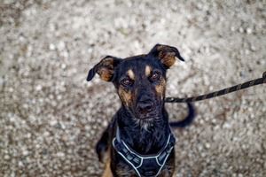 Adopter Ella