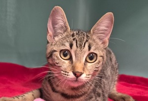 Adopter BUNNY