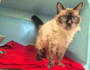 Adopter BILBO
