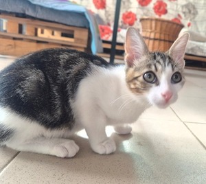 Adopter KIRI