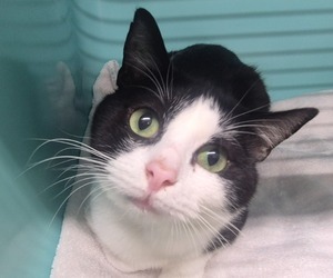 Adopter MERLIN