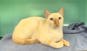 Adopter Lya