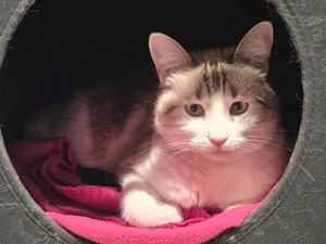 Adopter chipie