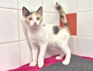 Adopter BIANCA