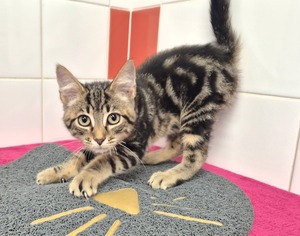 Adopter EUGENE