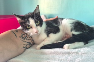 Adopter MOLLY