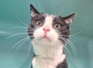 Adopter Orphée