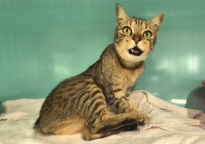 Adopter roxy dit Bella