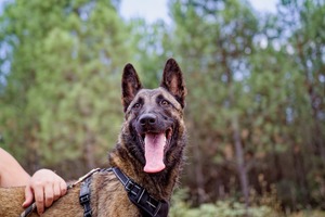 Adopter Cali