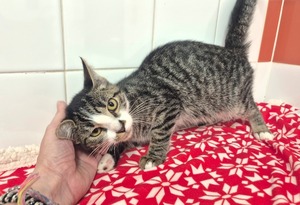 Adopter Chocapic