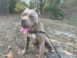 Adopter scareface