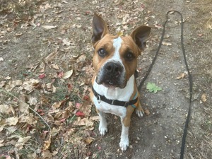 Adopter Karamel