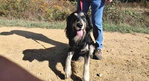 Adopter Rocky 2