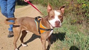 Adopter Zeus