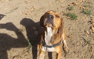 Adopter Moby