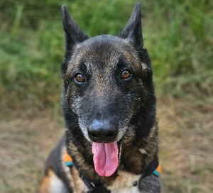 Adopter ANGUS