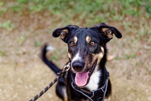 Adopter Aiko