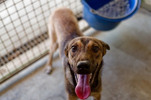 Adopter Guizmo