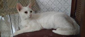 Adopter : Nieves
