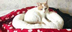 Adopter : Alice