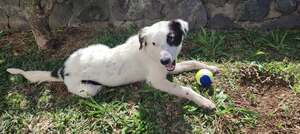 Adopter : Bellis