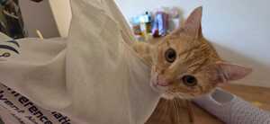 Adopter : Léo