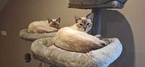 Adopter : BEAUDELAIRE