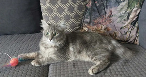 Adopter : Genelie