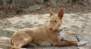 Adopter : BERTO