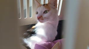 Adopter : Nynæve