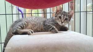Adopter : BETSY