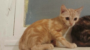Adopter : Beignet