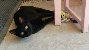 Adopter : Mitzika 
