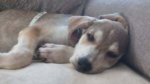 Adopter : LORD
