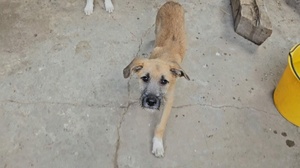 Adopter : Reha