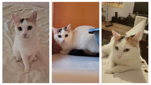 Adopter : Eleanore