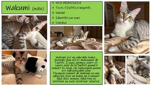 Adopter : Wakumi