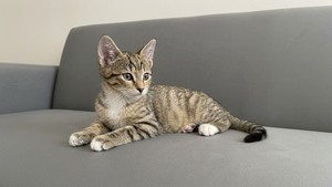 Adopter : Taz