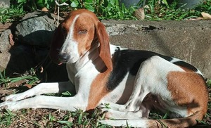 Adopter : Bahia