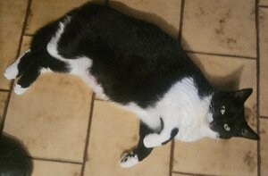 Adopter : Ava