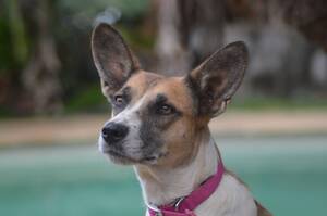 Adopter : Syrah
