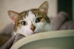 Adopter : Sonic