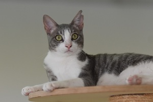 Adopter : Gachon