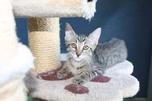Adopter  chat : Banjo