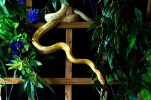 Adopter : Bretzel